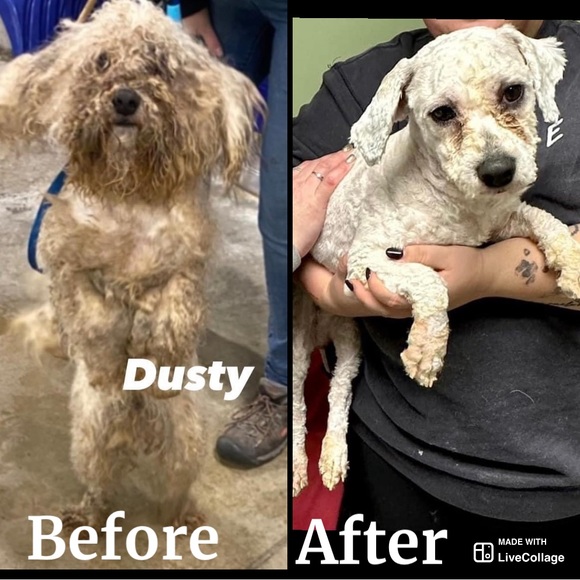 15% of my sales go to: Berea Animal Rescue & Angels for Animals Medical Fund 🐾 - Picture 7 of 17